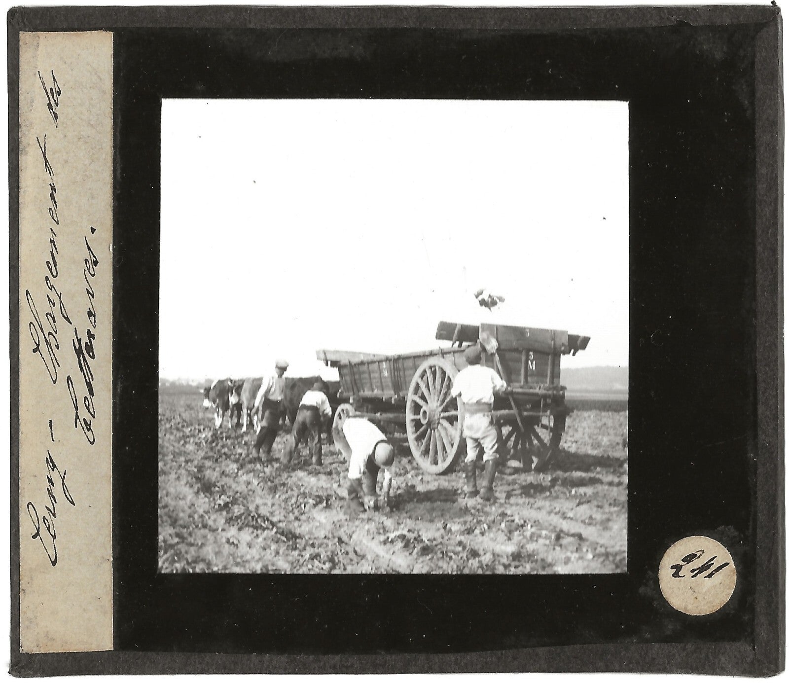 Agriculture, Cerny-lès-Bucy, photo ancienne plaque de verre, positif 8,5x10 cm