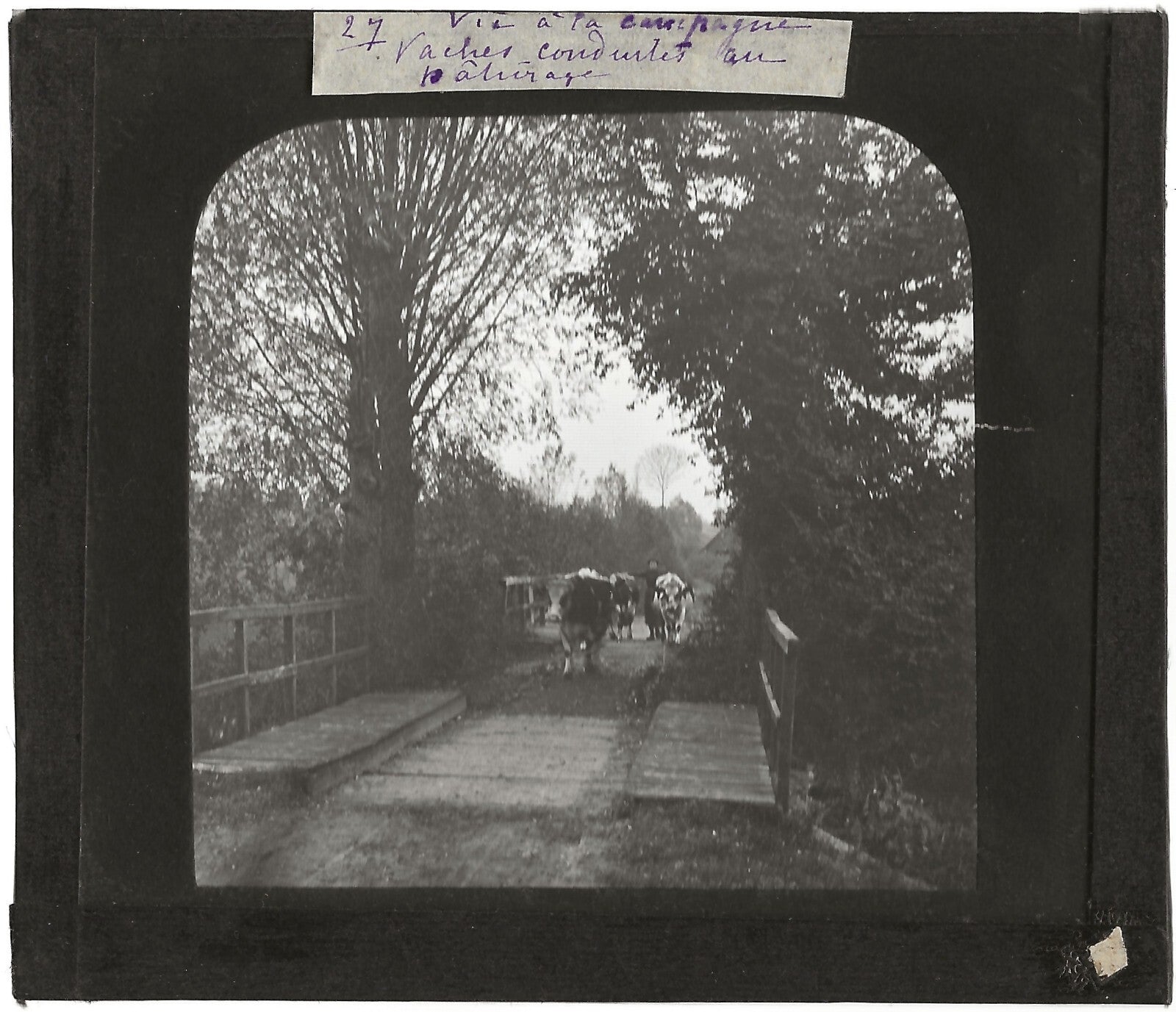 Campagne France, vaches au pâturage, photo plaque de verre, positif 8,5x10 cm