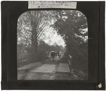 Campagne France, vaches au pâturage, photo plaque de verre, positif 8,5x10 cm