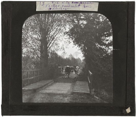 Campagne France, vaches au pâturage, photo plaque de verre, positif 8,5x10 cm