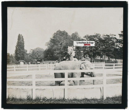 Éléphant, cheval, photo plaque de verre, noir & blanc, positif 8,5x10 cm