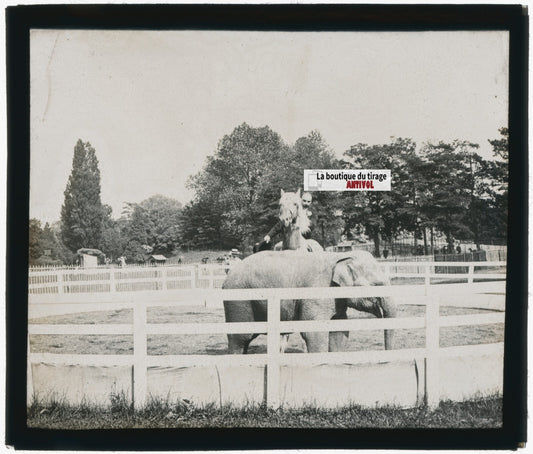 Éléphant, cheval, photo plaque de verre, noir & blanc, positif 8,5x10 cm