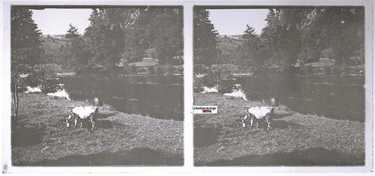 Montagne, vache, Plaque verre photo stéréo, positif noir & blanc 6x13 cm