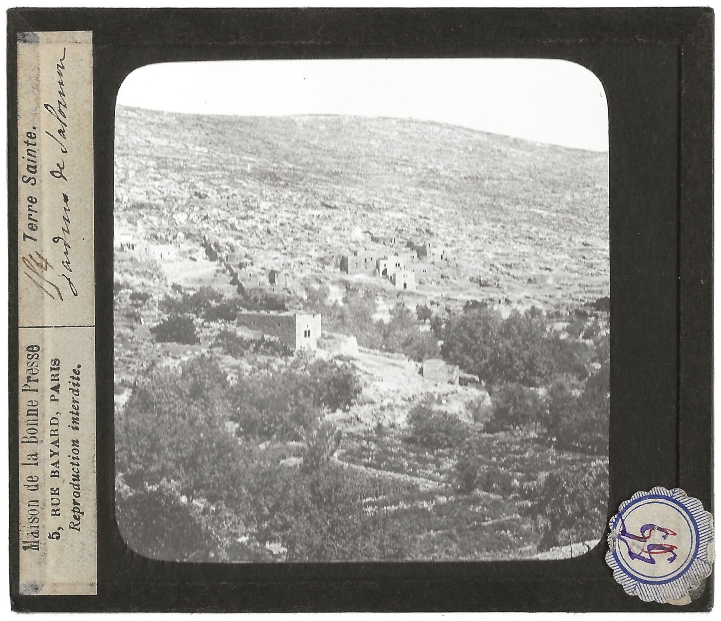 Jardins Salomon Palestine, photo ancienne plaque de verre, positif 8,5x10 cm