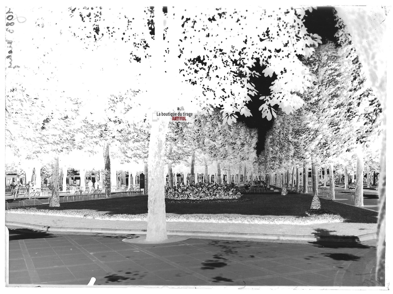 Plaque verre photo ancienne négatif noir et blanc 13x18 cm Vichy parc public