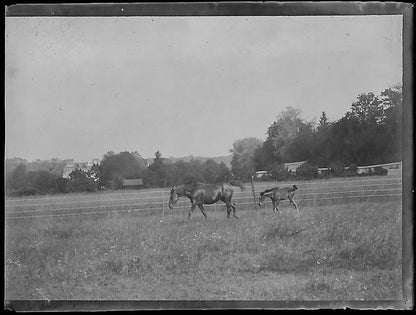 France Bailly, Renard, poulain, photos plaque de verre, lot de 9 négatifs 4x6 cm