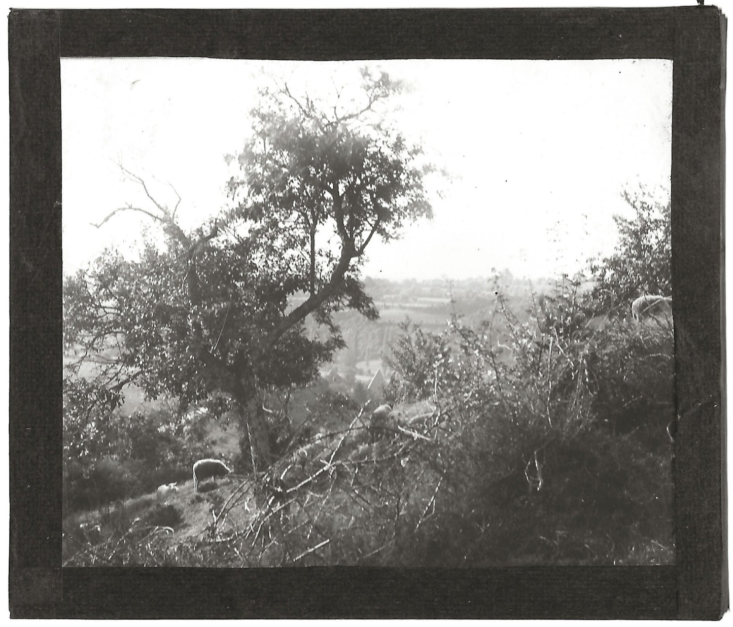 Paysage, moutons, campagne, photo ancienne plaque de verre, positif 8,5x10 cm