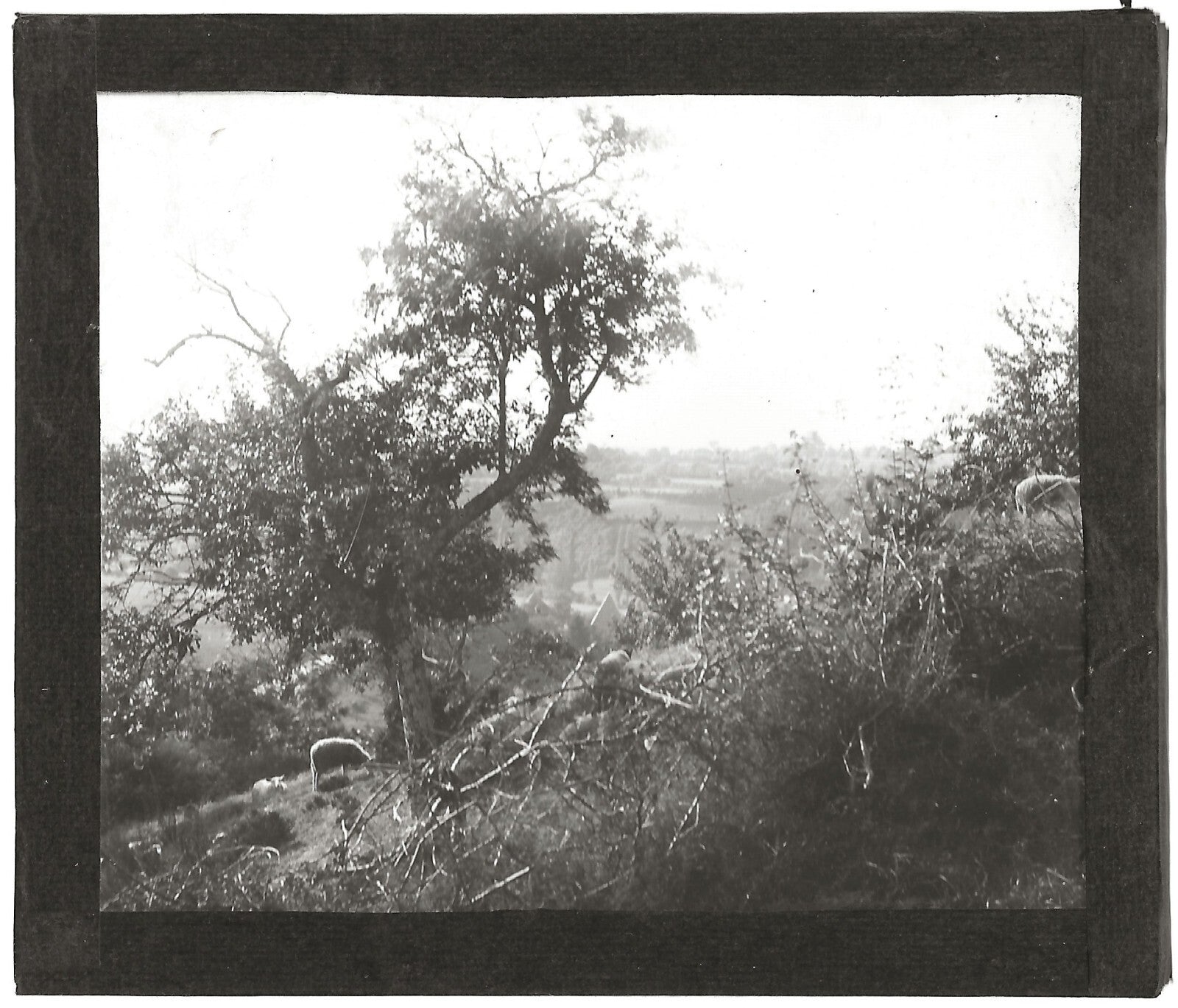Paysage, moutons, campagne, photo ancienne plaque de verre, positif 8,5x10 cm