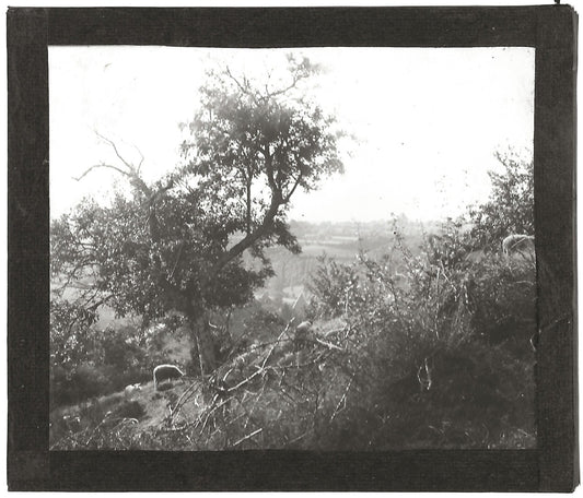 Paysage, moutons, campagne, photo ancienne plaque de verre, positif 8,5x10 cm