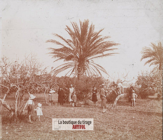 Palmeraie, famille, Algérie, plaque verre photo ancienne stéréo 6x13 cm
