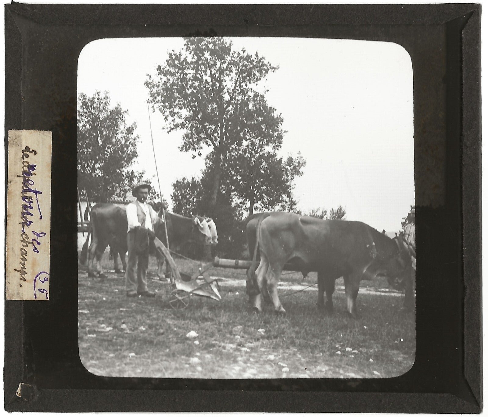 Campagne France, labour boeuf, photo plaque de verre, positif 8,5x10 cm