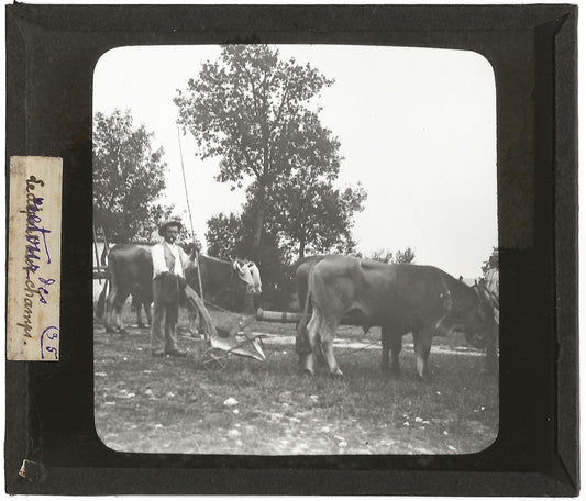 Campagne France, labour boeuf, photo plaque de verre, positif 8,5x10 cm