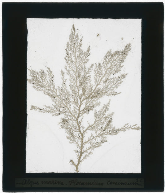 Echantillon algue marine, mer, nature, sous plaque de verre, 8,5x10 cm