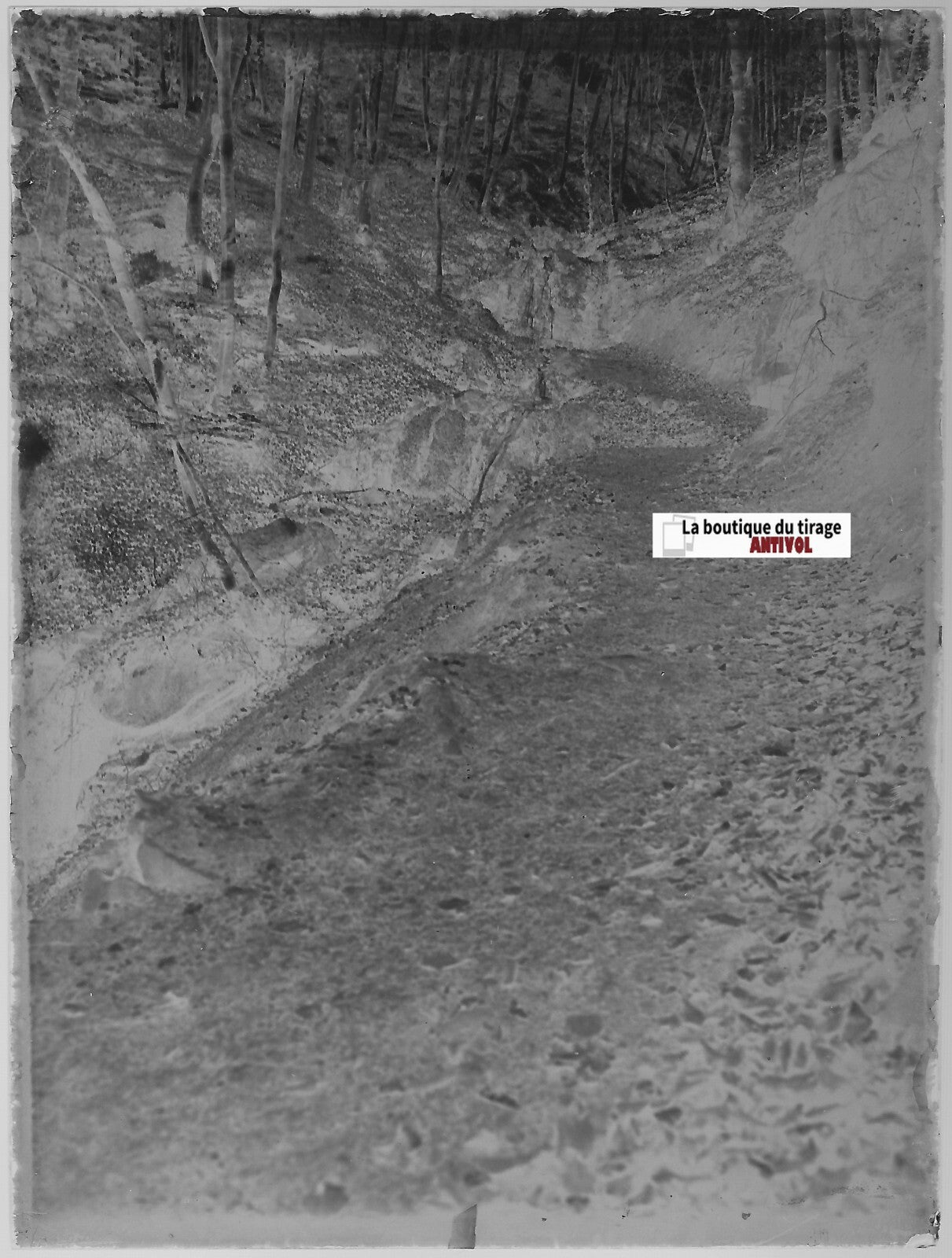 Forêt, bois, nature, Plaque verre photo ancienne, négatif noir & blanc 9x12 cm
