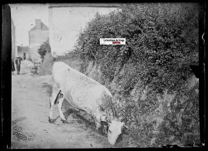 Vache, village, France, Plaque verre photo ancienne, négatif noir & blanc 6x9 cm