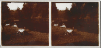 Montagne, vache, Plaque verre photo stéréo, positif noir & blanc 6x13 cm