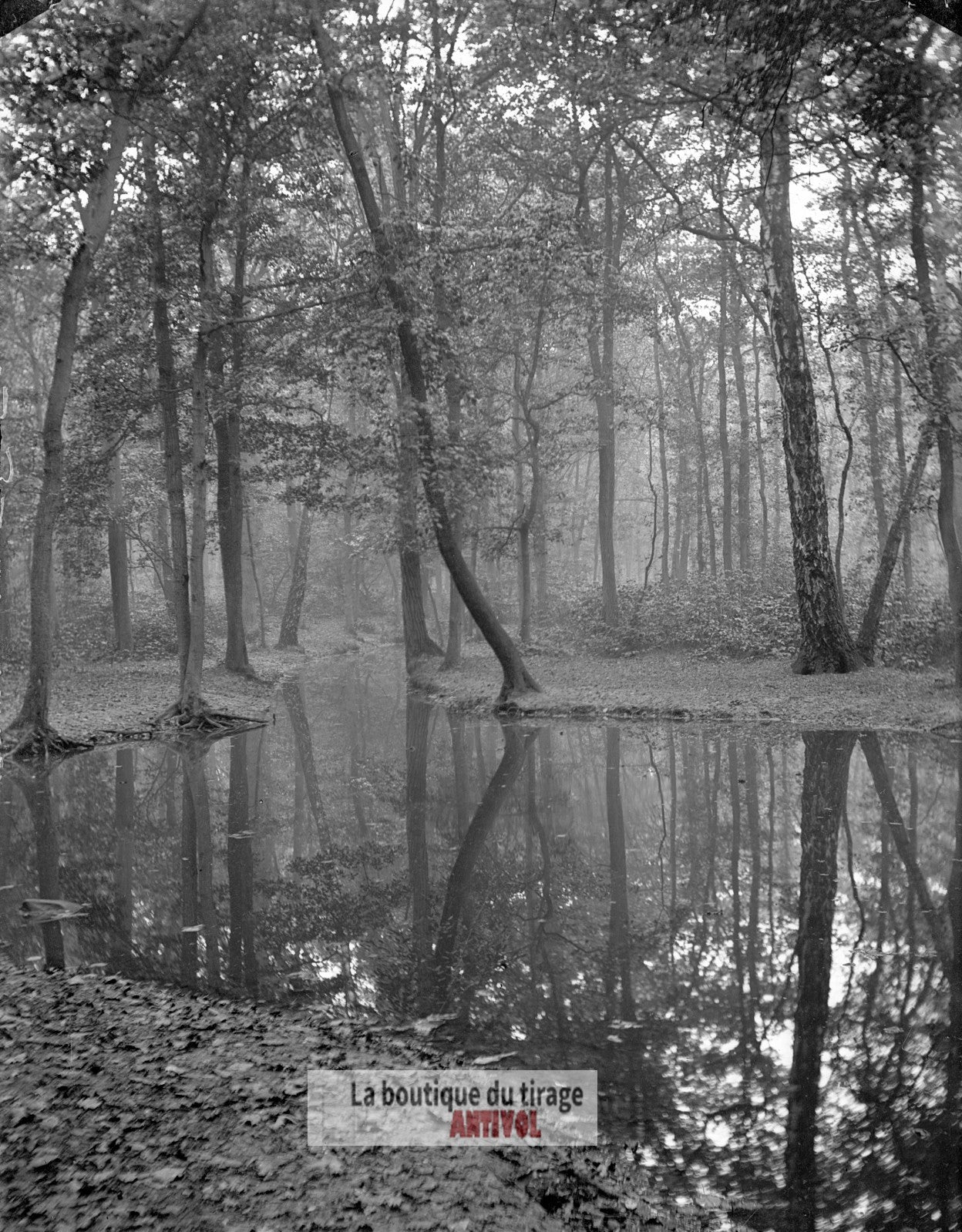 Bois de Boulogne, Paris, plaque verre, photo ancienne, négatif 9x12 cm