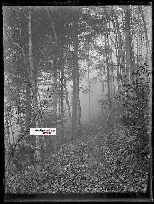 Forêt, montagne bois, Plaque verre photo, négatif ancien noir & blanc 9x12 cm