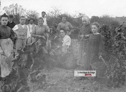 Vendanges familiales, vignes, plaque verre photo ancienne, négatif 9x12 cm