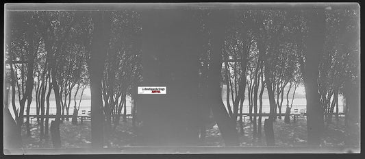 Arbres, paysage, Plaque verre photo stéréo, négatif noir & blanc 4,5x10,7 cm