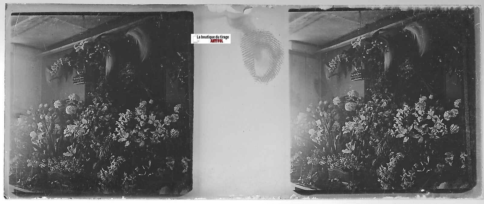 Création florale, Plaque verre photo stéréo, positif noir & blanc 4,5x10,7 cm