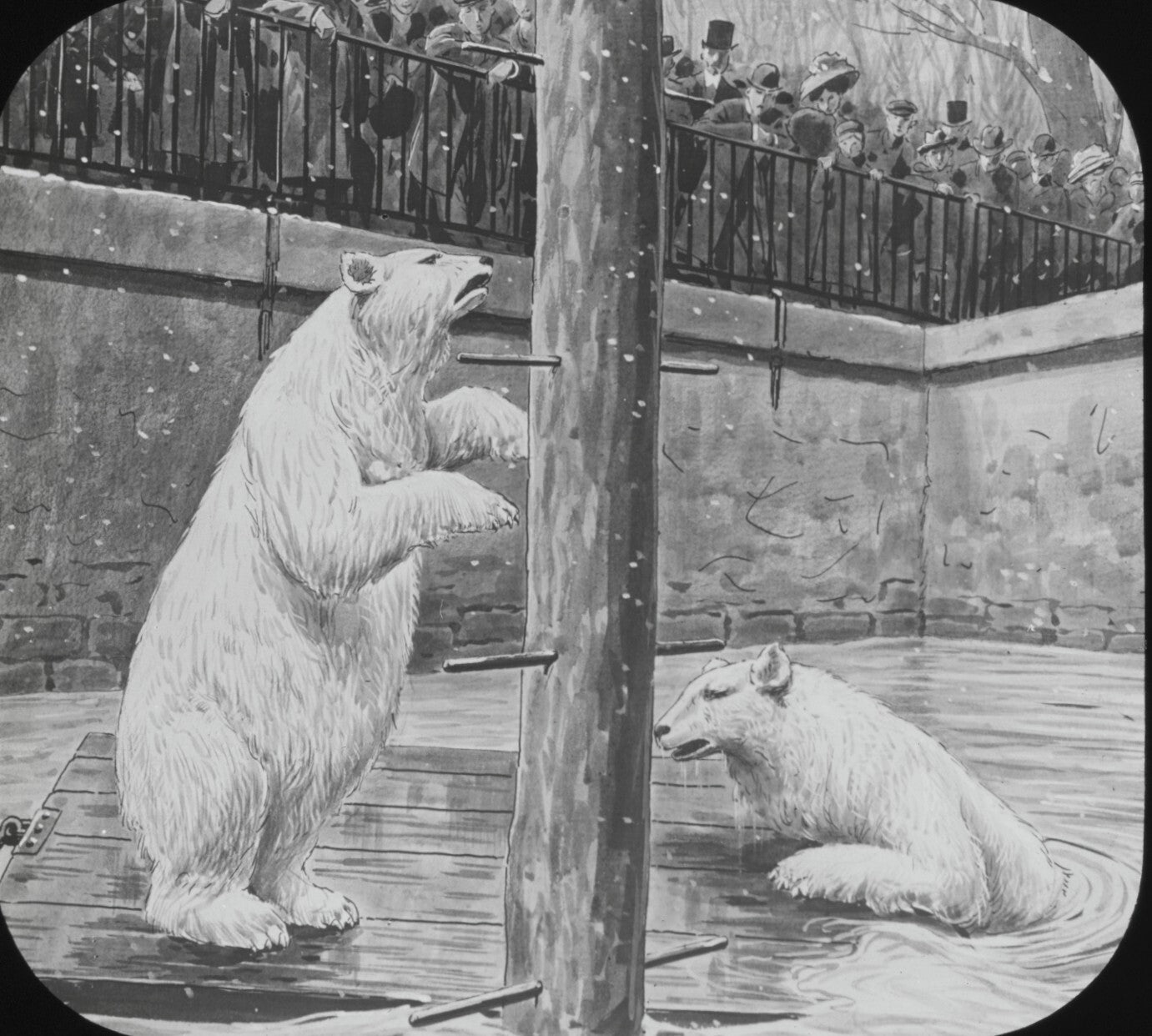 Jardin des plantes, inondations Paris, dessin plaque verre, positif 8,5x10 cm