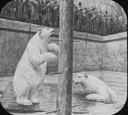 Jardin des plantes, inondations Paris, dessin plaque verre, positif 8,5x10 cm