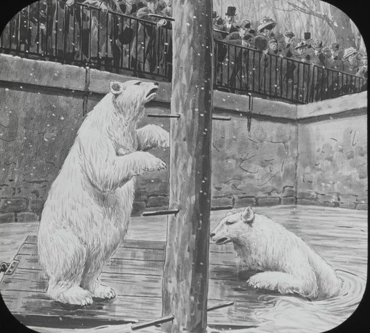 Jardin des plantes, inondations Paris, dessin plaque verre, positif 8,5x10 cm