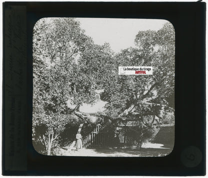 L' Arbre de la Vierge, photo plaque de verre, noir & blanc, positif 8,5x10 cm