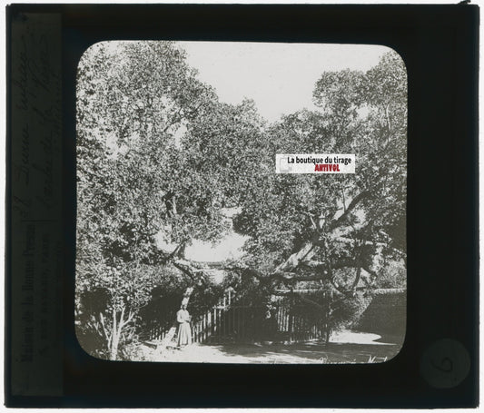 L' Arbre de la Vierge, photo plaque de verre, noir & blanc, positif 8,5x10 cm