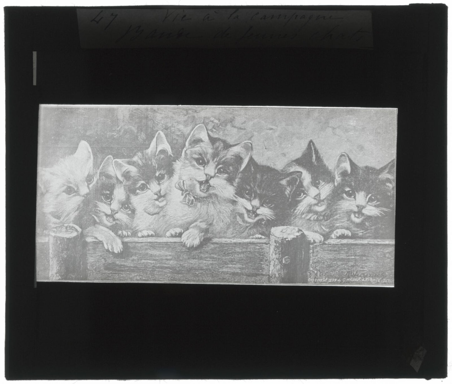 Bande de jeunes chats, dessin, photo ancienne plaque de verre, positif 8,5x10 cm