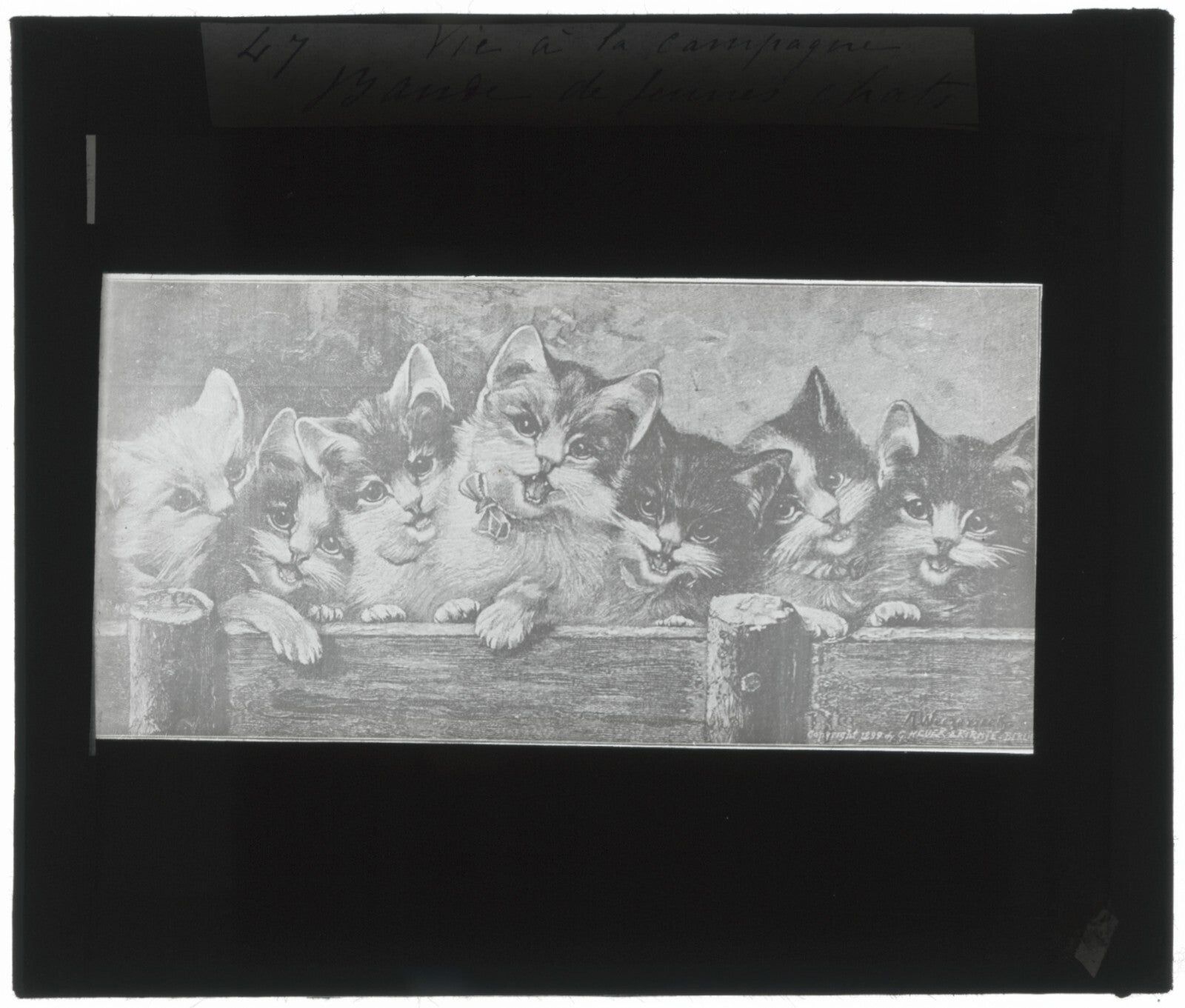 Bande de jeunes chats, dessin, photo ancienne plaque de verre, positif 8,5x10 cm