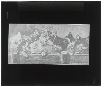 Bande de jeunes chats, dessin, photo ancienne plaque de verre, positif 8,5x10 cm