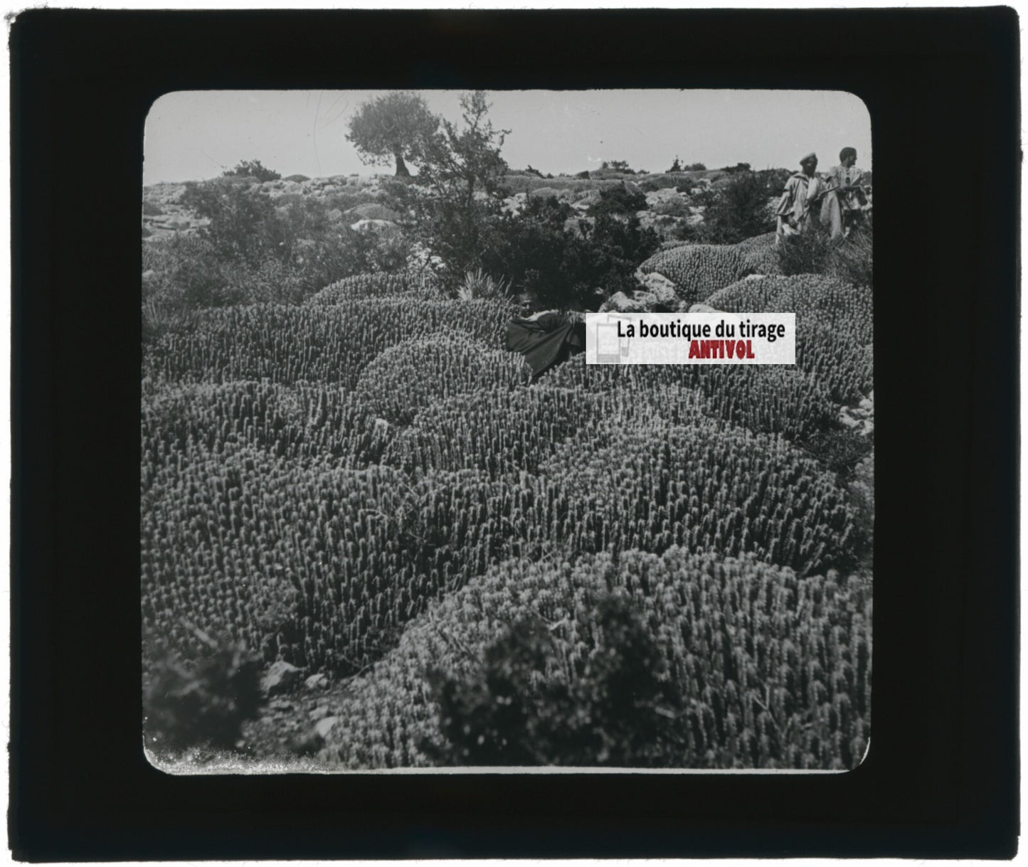 Euphorbe résinifère, Maroc, paysage, photo plaque verre, positif 8,5x10 cm