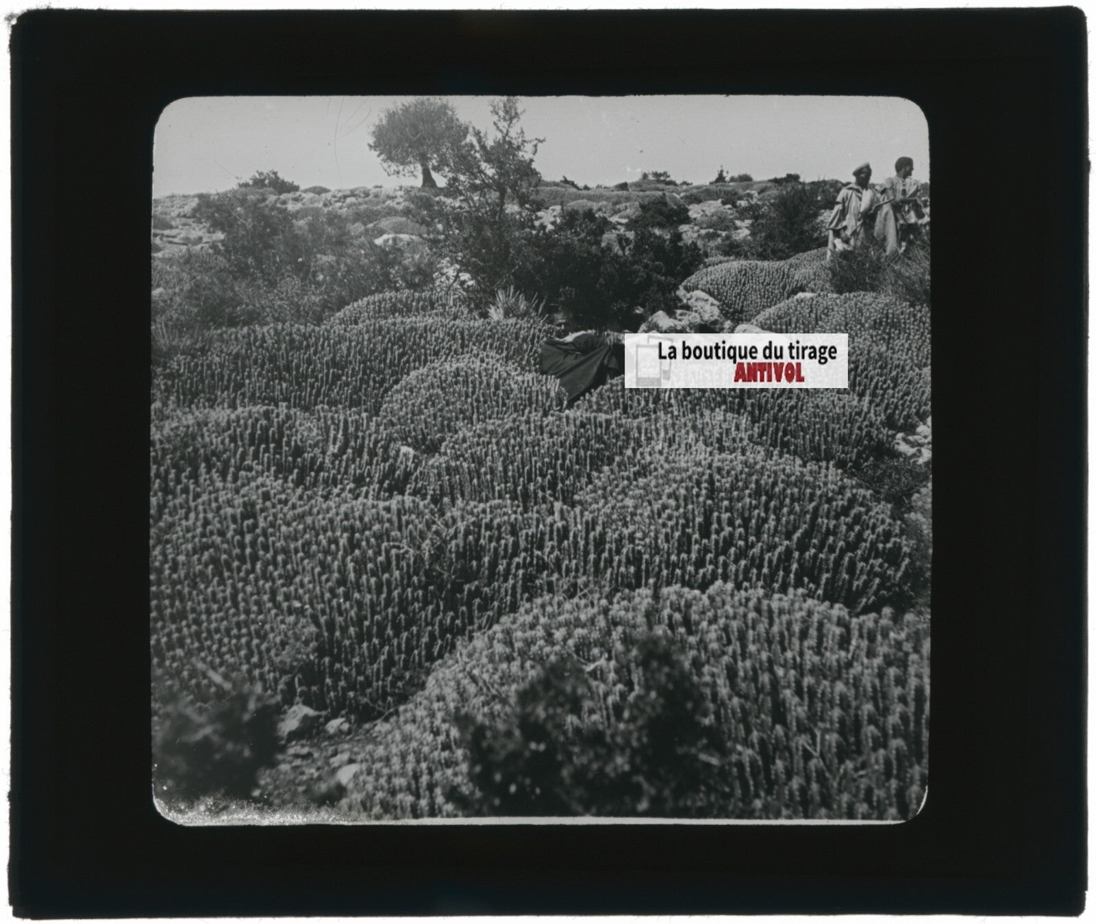 Euphorbe résinifère, Maroc, paysage, photo plaque verre, positif 8,5x10 cm