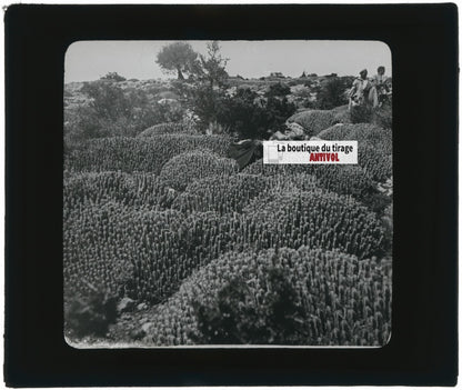 Euphorbe résinifère, Maroc, paysage, photo plaque verre, positif 8,5x10 cm