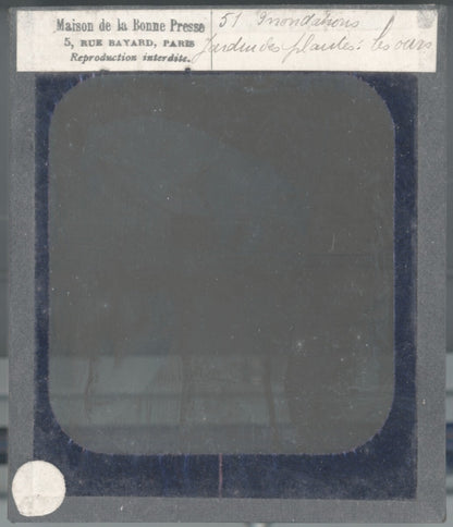 Jardin des plantes, inondations Paris, dessin plaque verre, positif 8,5x10 cm