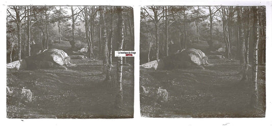 Forêt, sentier , Plaque verre photo stéréoscopique, positif noir & blanc 6x13 cm