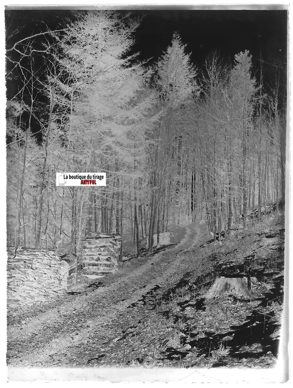 Forêt, montagne bois, Plaque verre photo, négatif ancien noir & blanc 9x12 cm