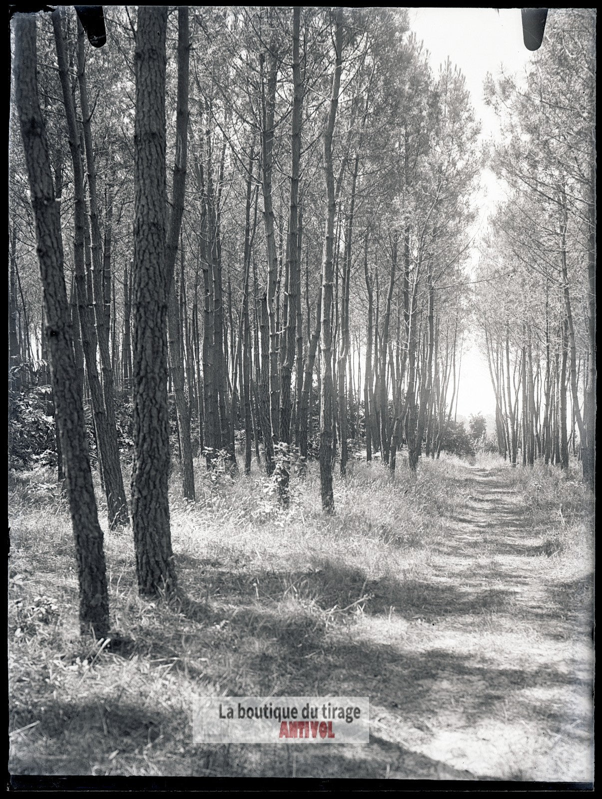 Allée forestière ensoleillée, plaque verre, photo ancienne, négatif 9x12 cm