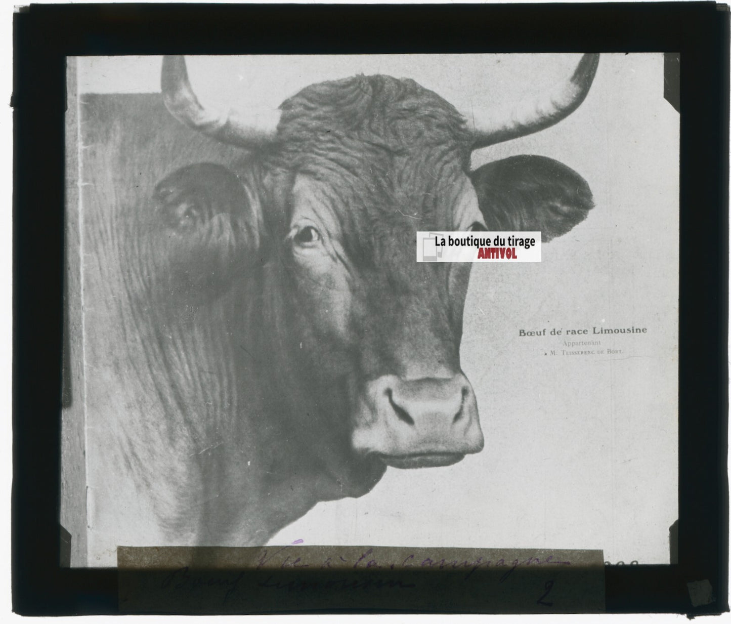 Boeuf, Limousine, ferme, photo plaque verre, noir & blanc, positif 8,5x10 cm