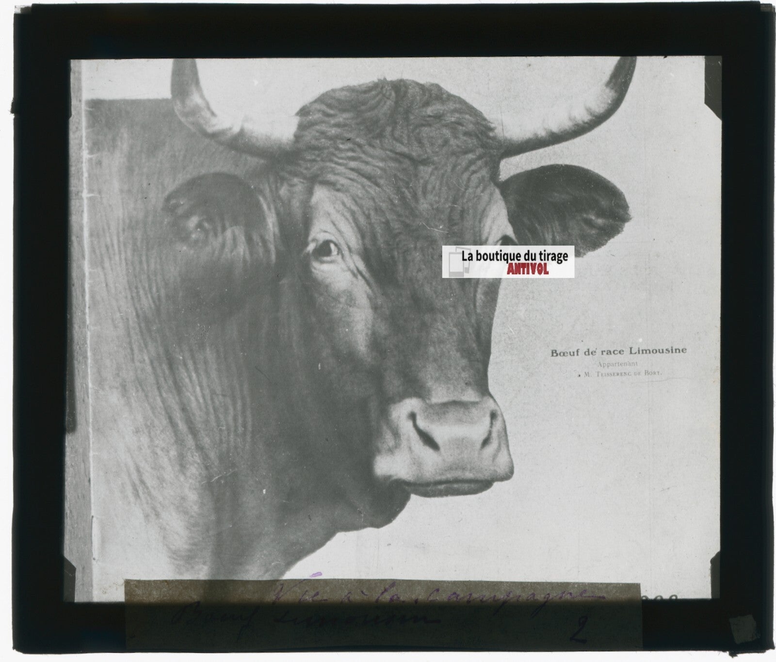 Boeuf, Limousine, ferme, photo plaque verre, noir & blanc, positif 8,5x10 cm