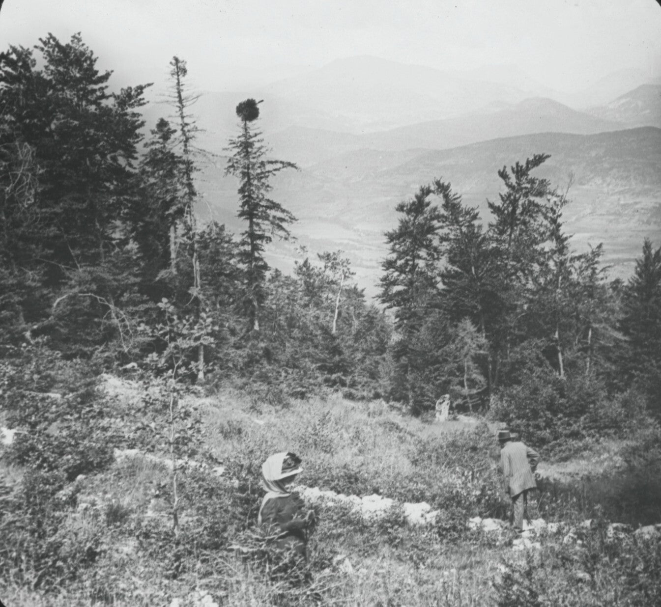 Forêt du Brouis, Var, photo ancienne plaque de verre, positif 8,5x10 cm