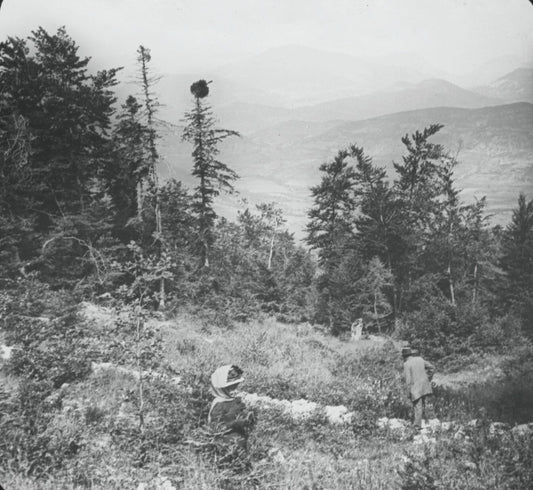 Forêt du Brouis, Var, photo ancienne plaque de verre, positif 8,5x10 cm