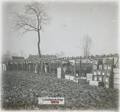 Logistique, camions Berliet, WW1, plaque verre photo ancienne stéréo 6x13 cm