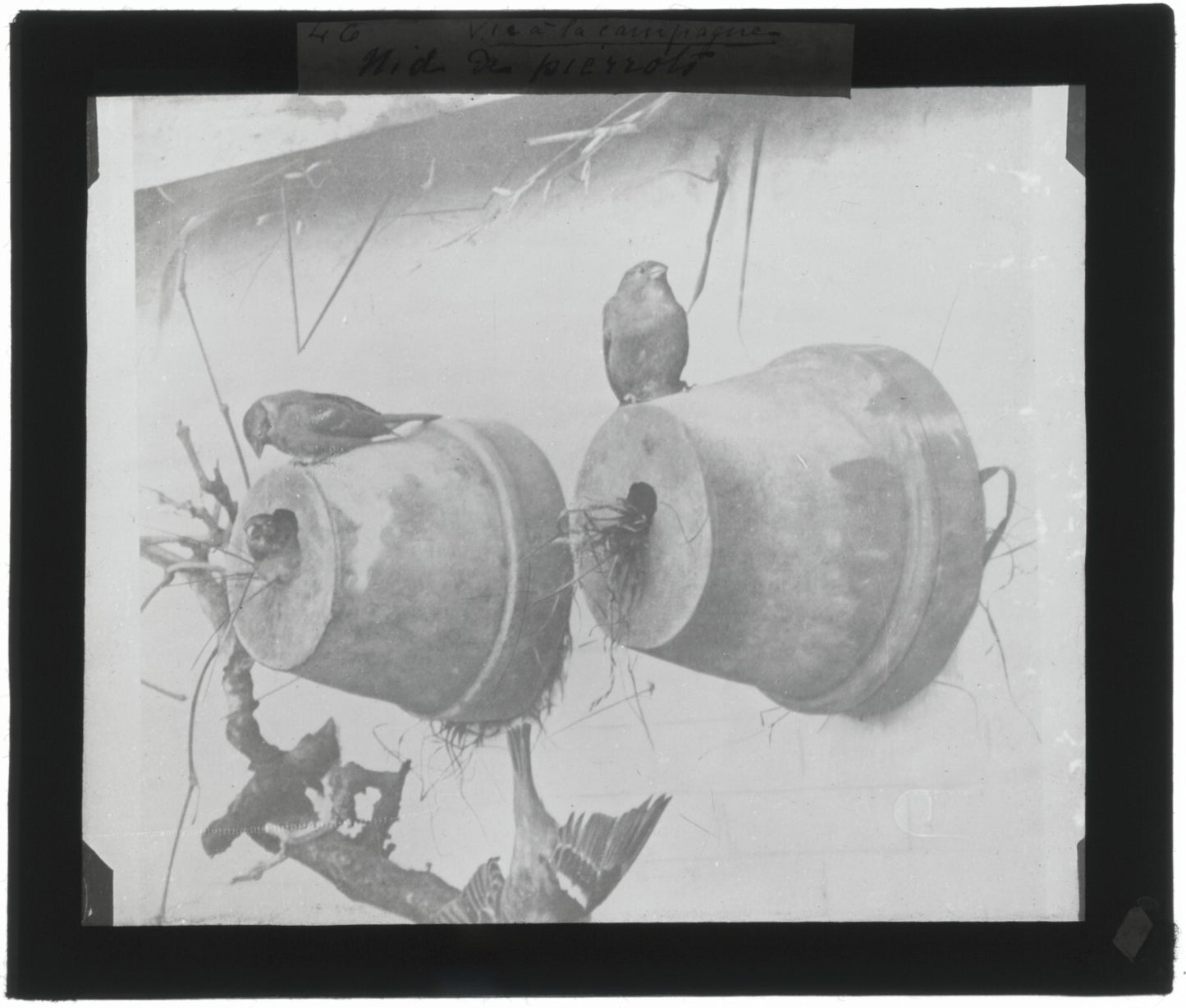 Nid de Pierrots, oiseaux, photo ancienne plaque verre, positif 8,5x10 cm