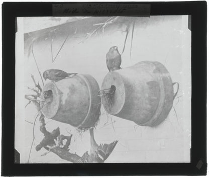 Nid de Pierrots, oiseaux, photo ancienne plaque verre, positif 8,5x10 cm
