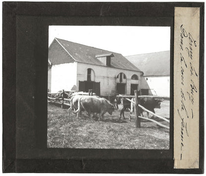 Vaches, Cerny-lès-Bucy, photo ancienne plaque de verre, positif 8,5x10 cm