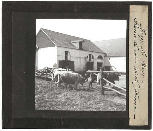 Vaches, Cerny-lès-Bucy, photo ancienne plaque de verre, positif 8,5x10 cm