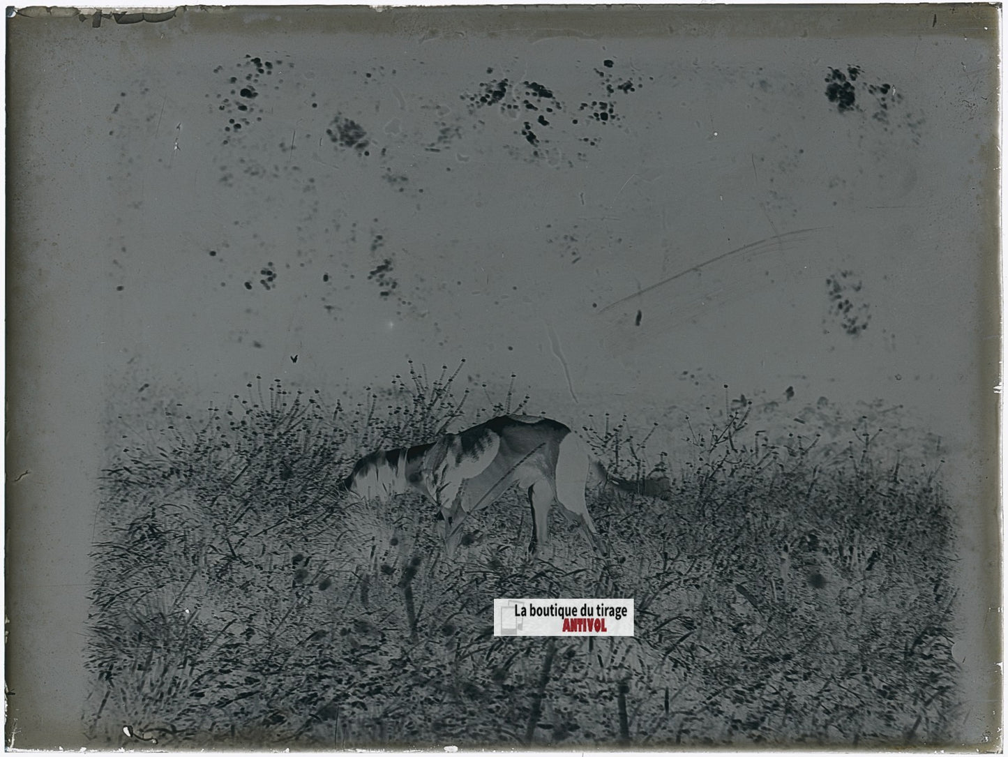 Chien de chasse, plaque verre, photo ancienne, négatif N&B 9x12 cm
